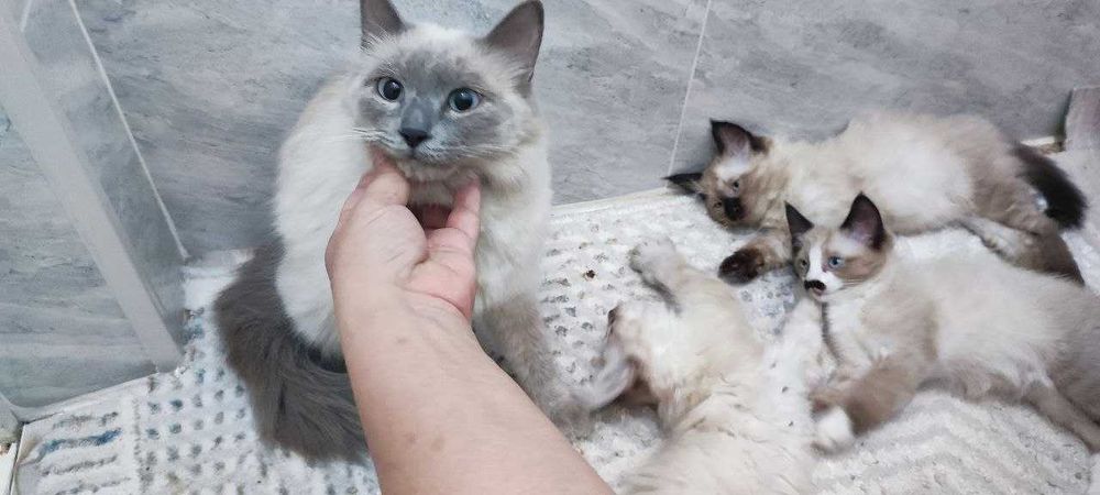 Чистокровная сиамская кошка с котятами в добрые руки!