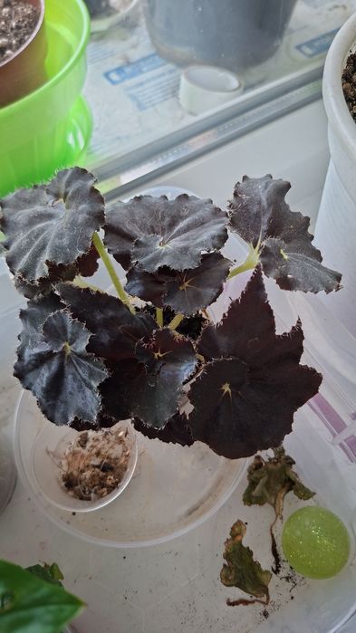 Продам комнатные цветы