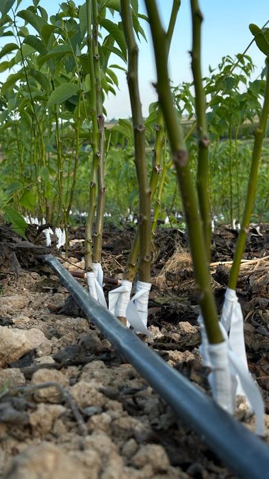 Puieti de nuc altoit