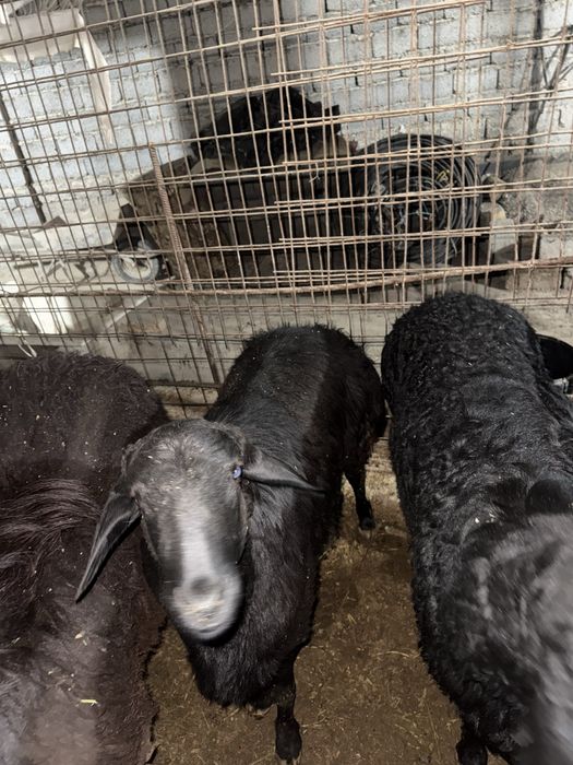 Qoʻchqorlar qoyla 135000 mindan kilosi