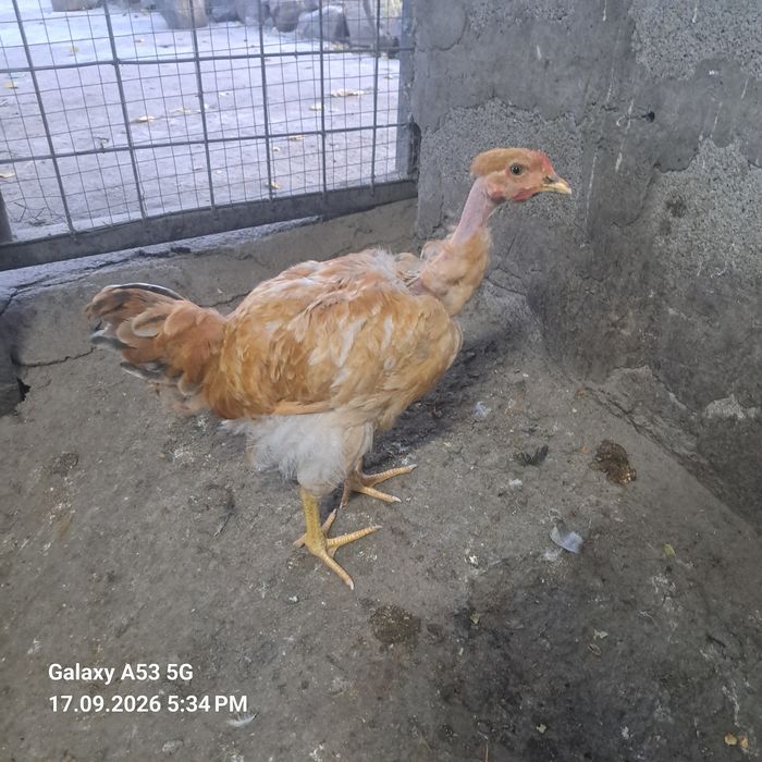 Продам семье кур