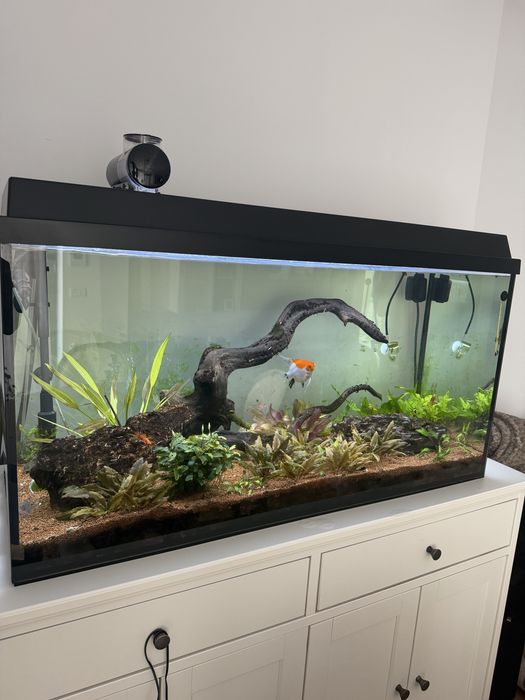 Vand acvariu 180 litri cu toate accesoriile incluse