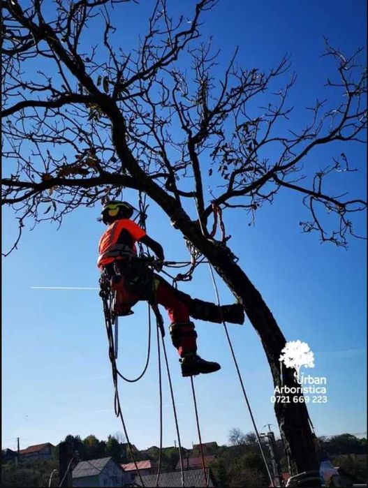 Doborare Taiere Defrisare Copaci Arbori Pomi Baneasa Bucuresti