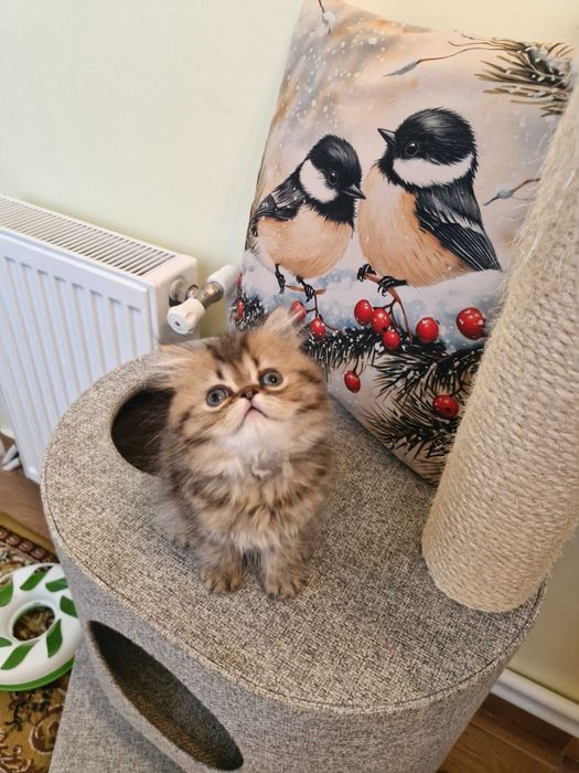 Motanel persan cu pedigree