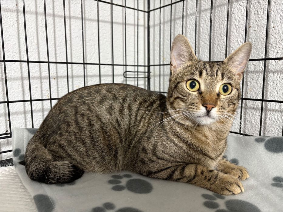 Ponti, motanel castrat pentru adoptie