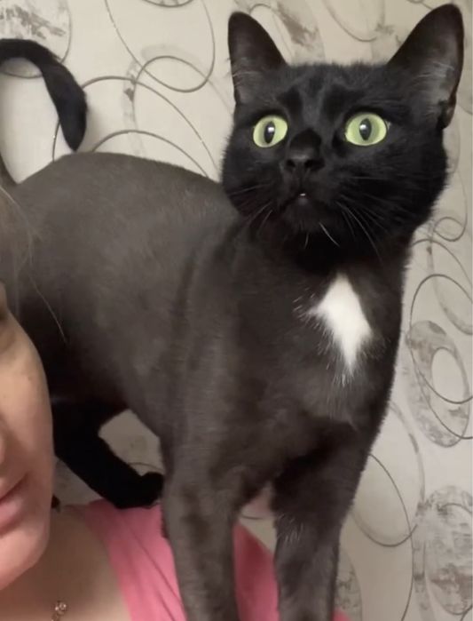 Отдам кошку