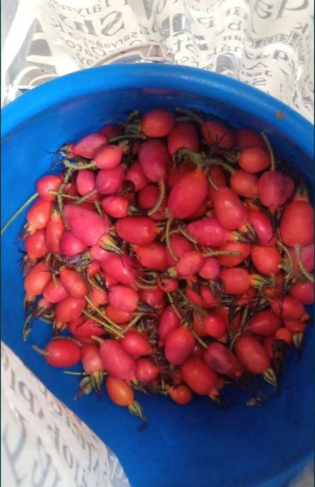 Шиповник дачный итмұрын