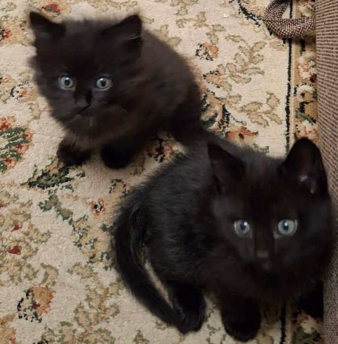 Котята, обе девочки