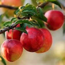 Nectarini Sweet lady ambalați + multe alte soiuri