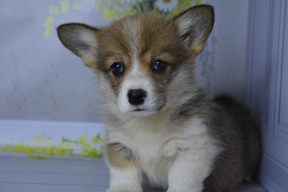 Вельш корги пемброк девочки