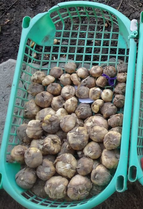 Гладиолусы, луковицы гладиолусов