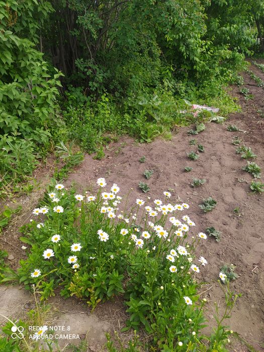 Сдам дачу сад Энтузиаст