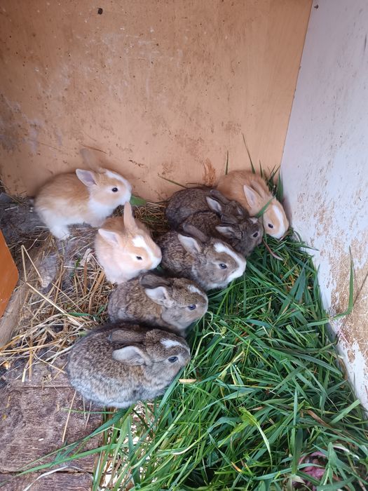 Iepurași drăgălași