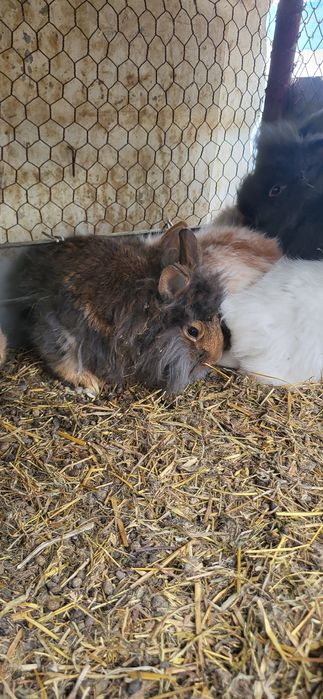 Mascul iepuras cap de leu pitic