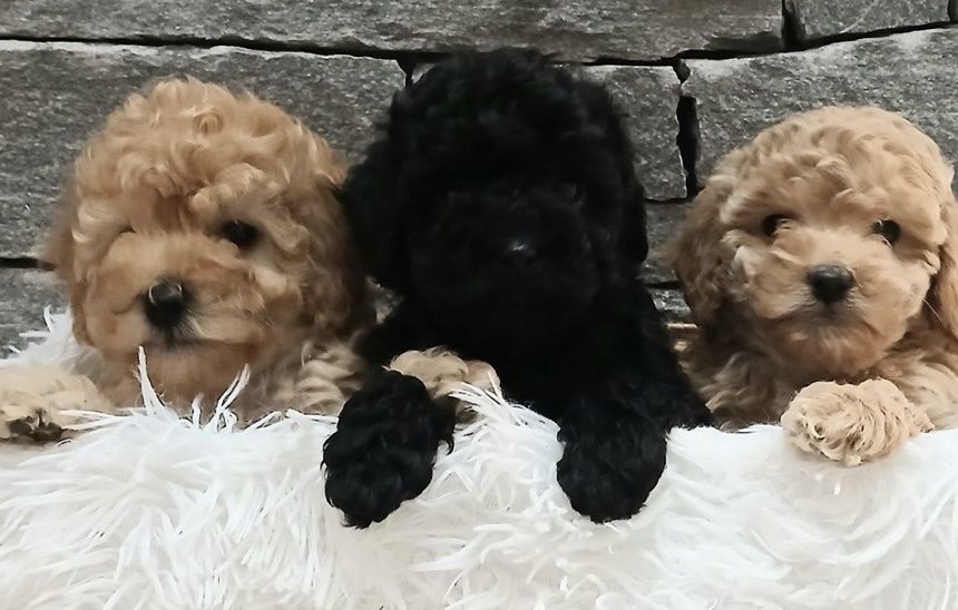 Мини пудел мъжки