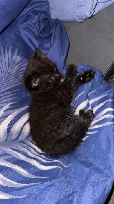 Отдам котят в добоые руки