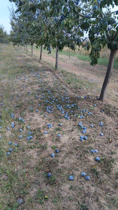 Prune de vanzare