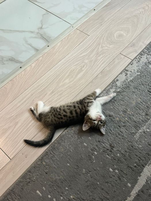 кошка 3-4 месяца