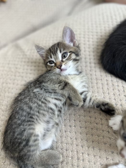 Отдам котят в добрые руки !