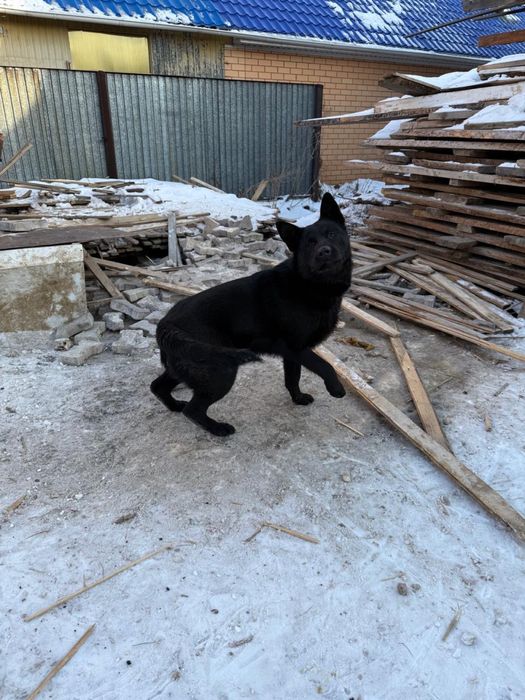 Немецкая овчарка