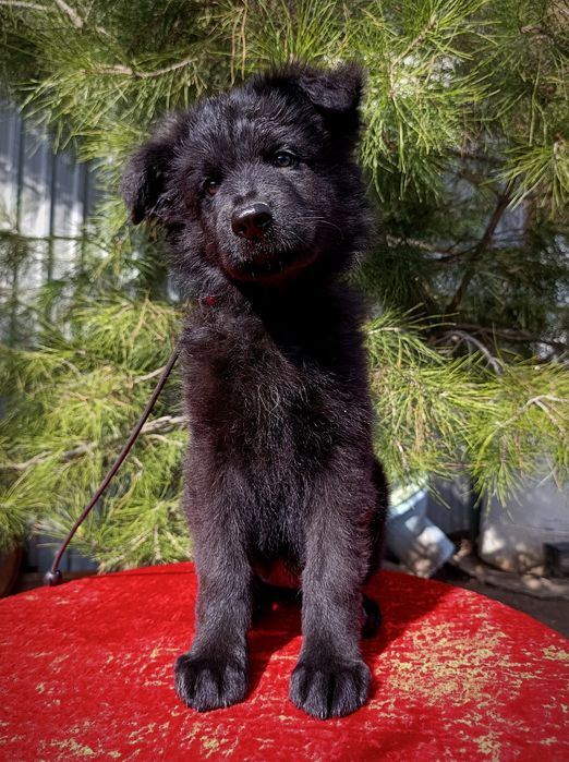 Немецкая овчарка черного окраса (сука)