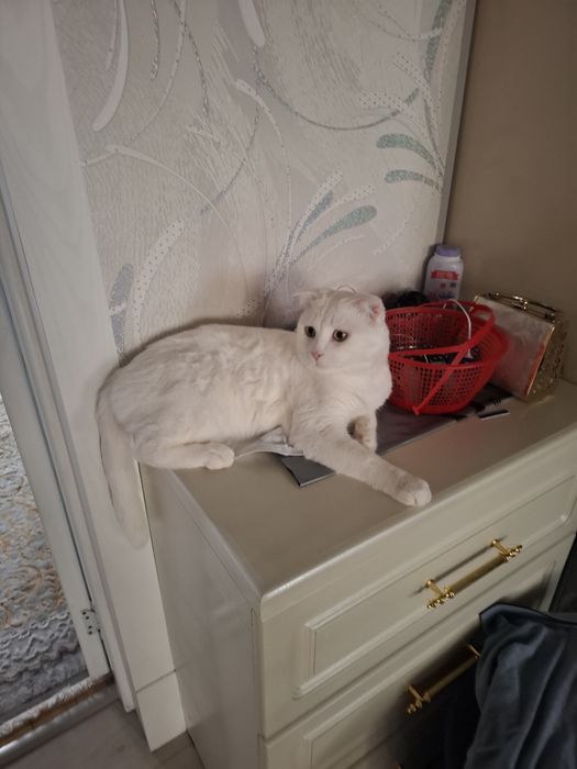 Вязка Кот мужик Симба приглашает на  встречу девчонок