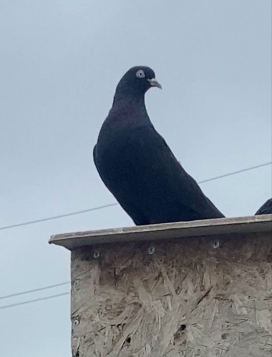 Голуби бакинцы молодые