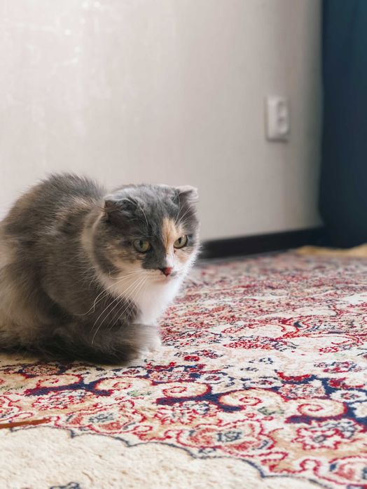 Отдам кошку в добрые руки