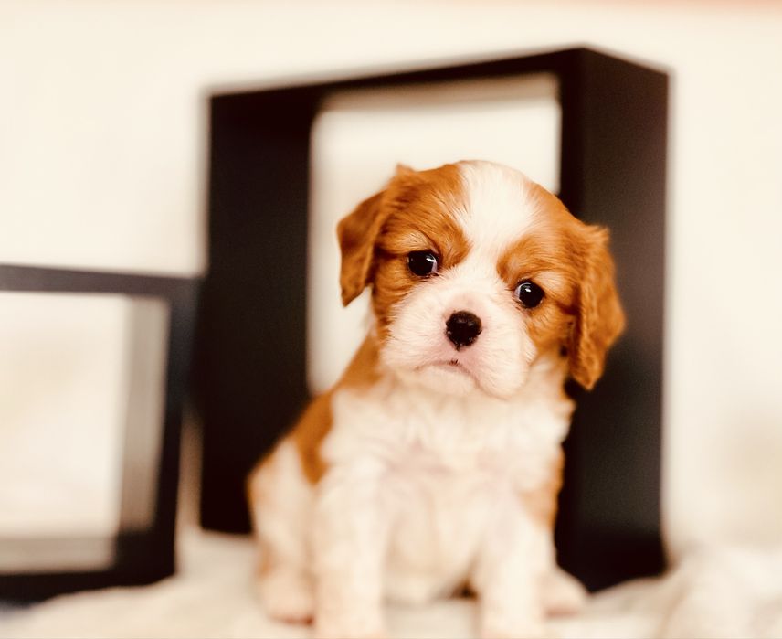Cavalier king charles Spaniel
