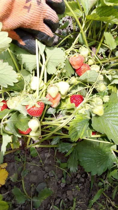 Саженцы  клубники