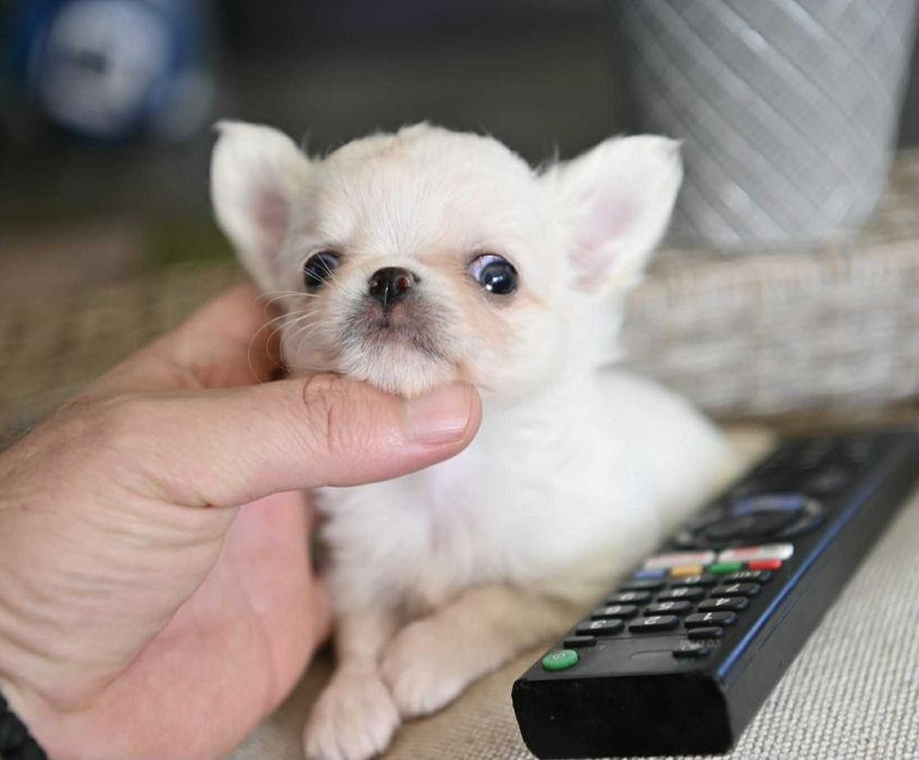 Мъжко дългокосместо мини чихуахуа