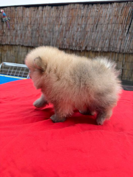 Băiețel pomeranian