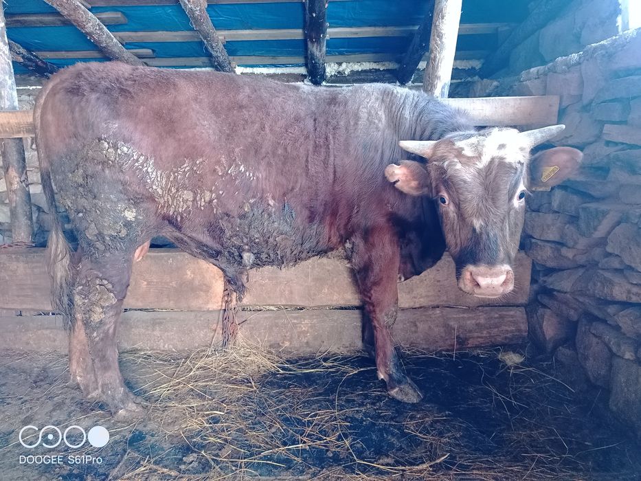 Продам быка и корову