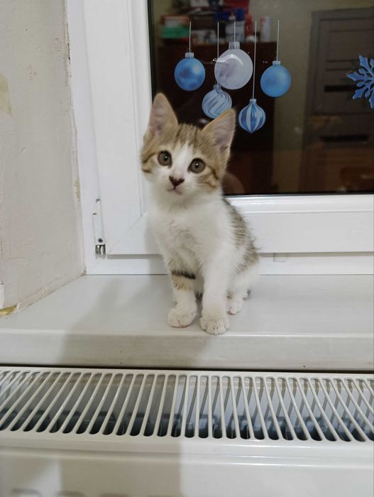 Пристраиваются котята СРОЧНО
