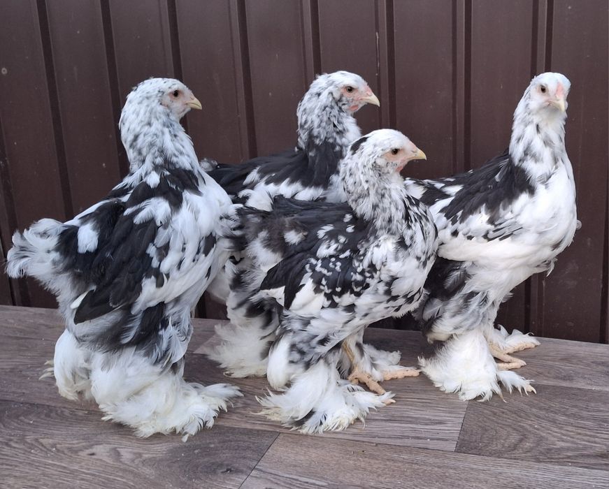 Vând ouă de incubat brahma negru bobat