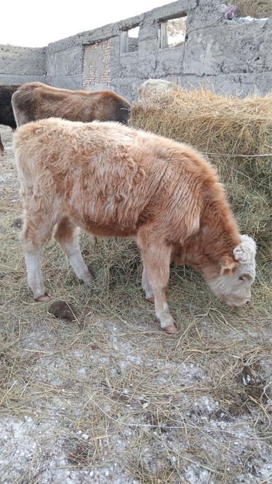 Кунажын сатылымда