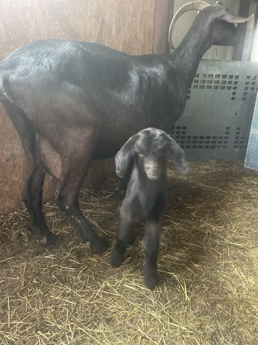 Capra cu ieduta anglo nubian