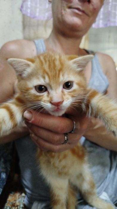 Продаются котята,британцы короткошорстные