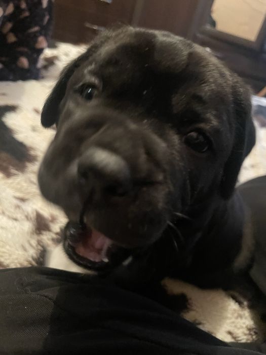 Продам щенка порода боксер