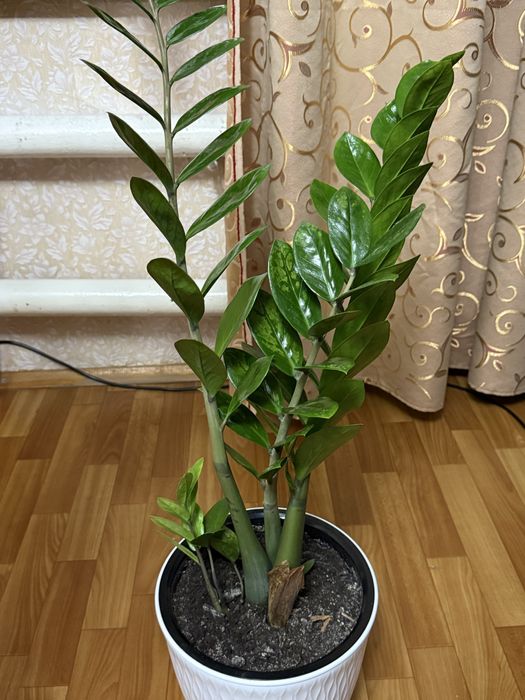 Продам доллоровое дерево