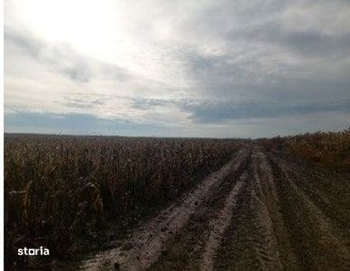 Teren extravilan Lunca Banului, ID: R2944332