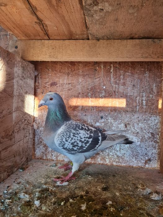 Vând porumbei voiajori diverse culori