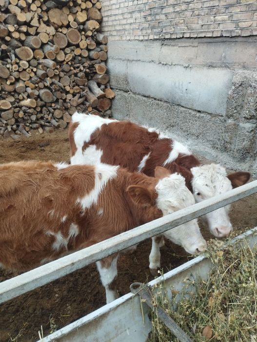 Smental turiga mansub mollar sotiladi 2 ta