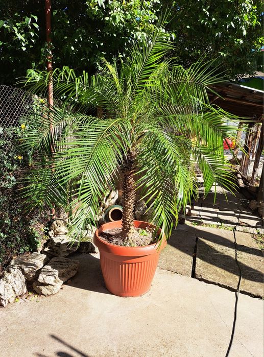 Палма феникс рубелине