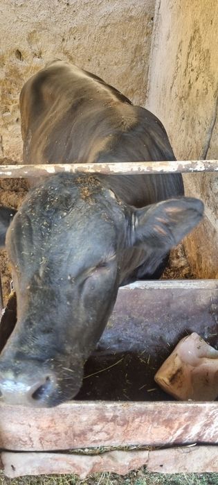 Ангус парода 2 та срочно сотилади