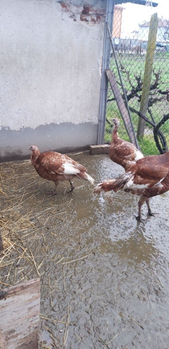 Домашно гледани пуйки ред бърбън