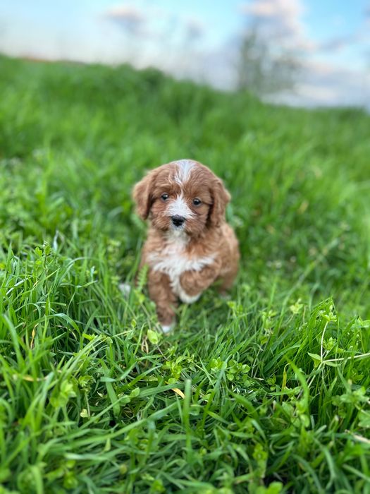 Кавапу/Той Пудел