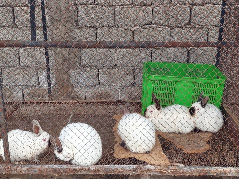 Kalifornia Quyonlari