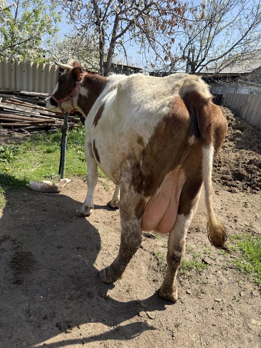 Симментальская порода корова