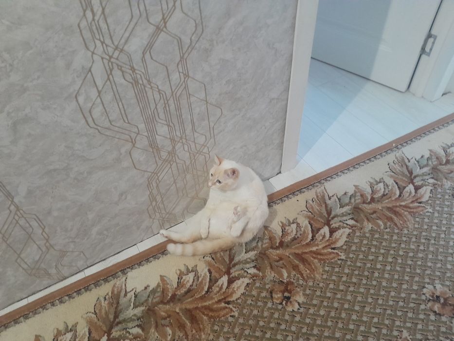 Кот отдам в хорошие руки
